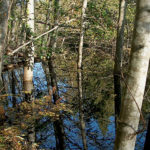 Great Beaver Swamp