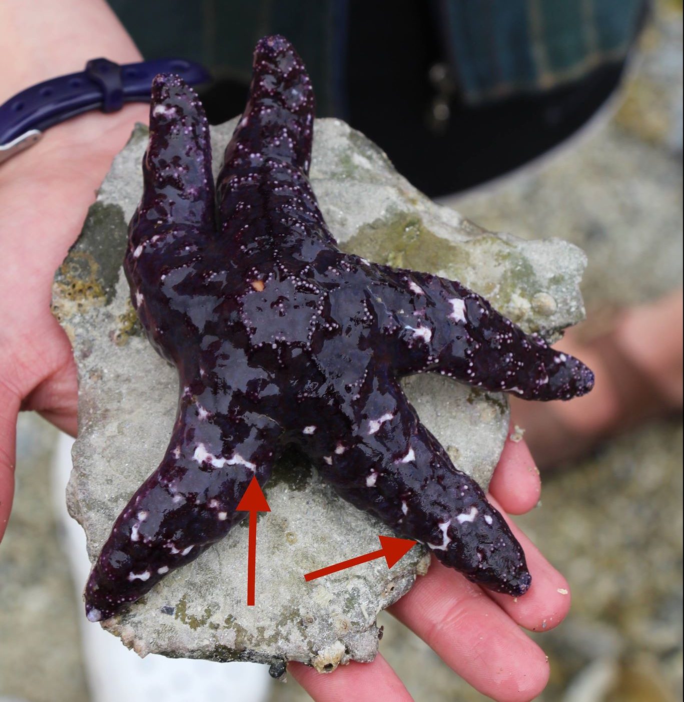 sea star wasting sydrome lesions pointed out