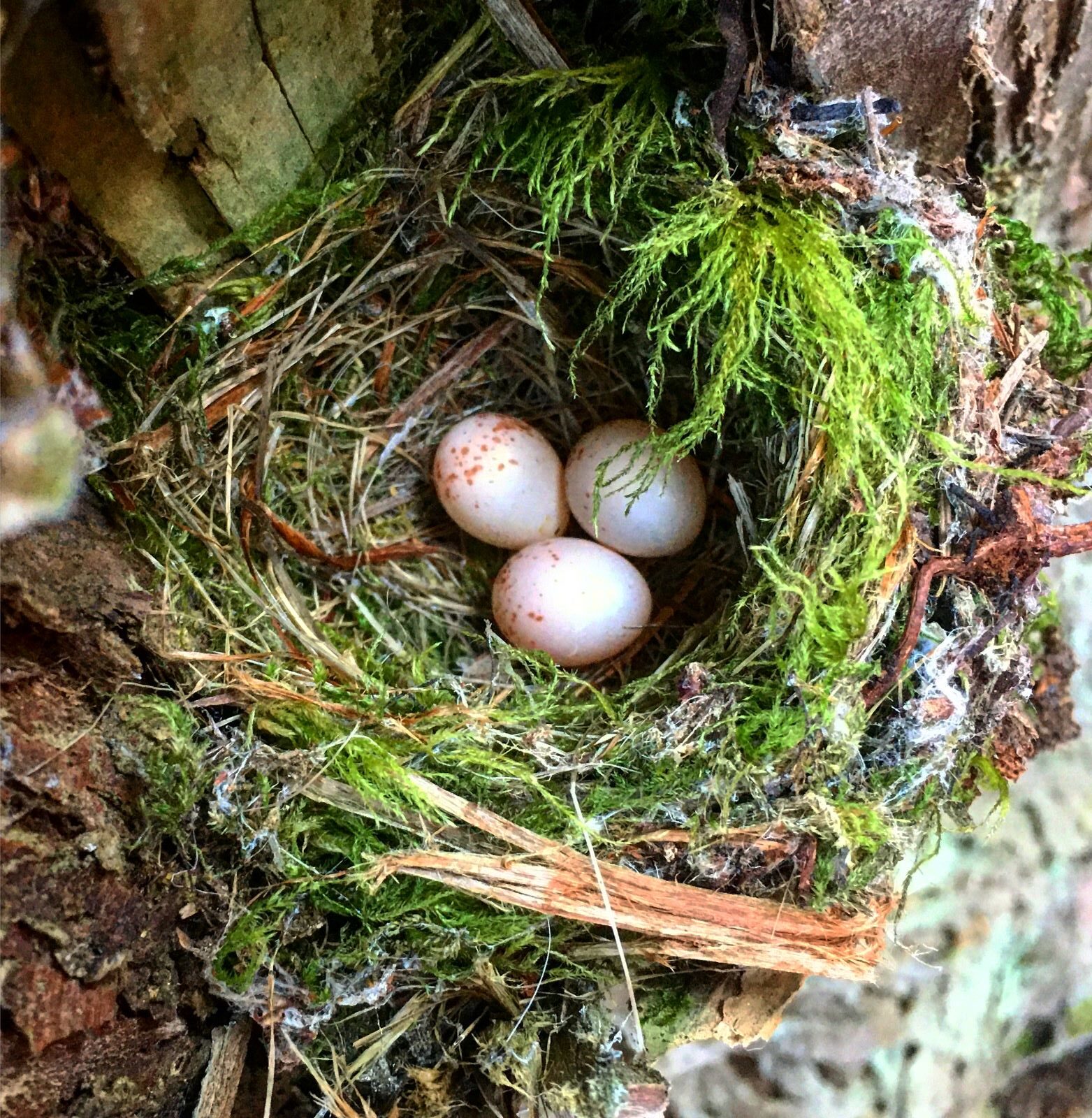Three speckled eggs in a mossy nest in the crotch of a tree