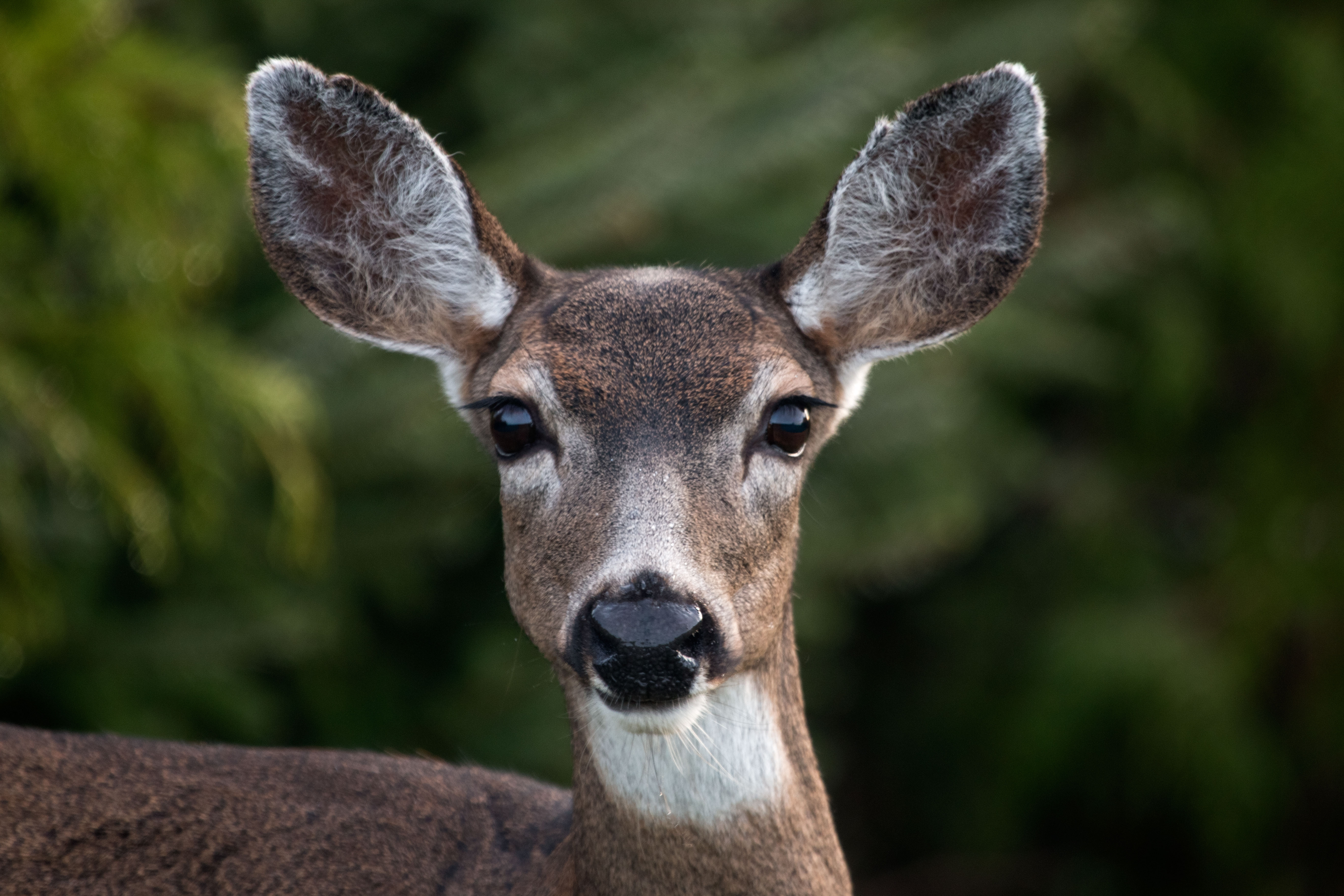 Black-tailed deer BC conservation Gulf Islands salish Sea