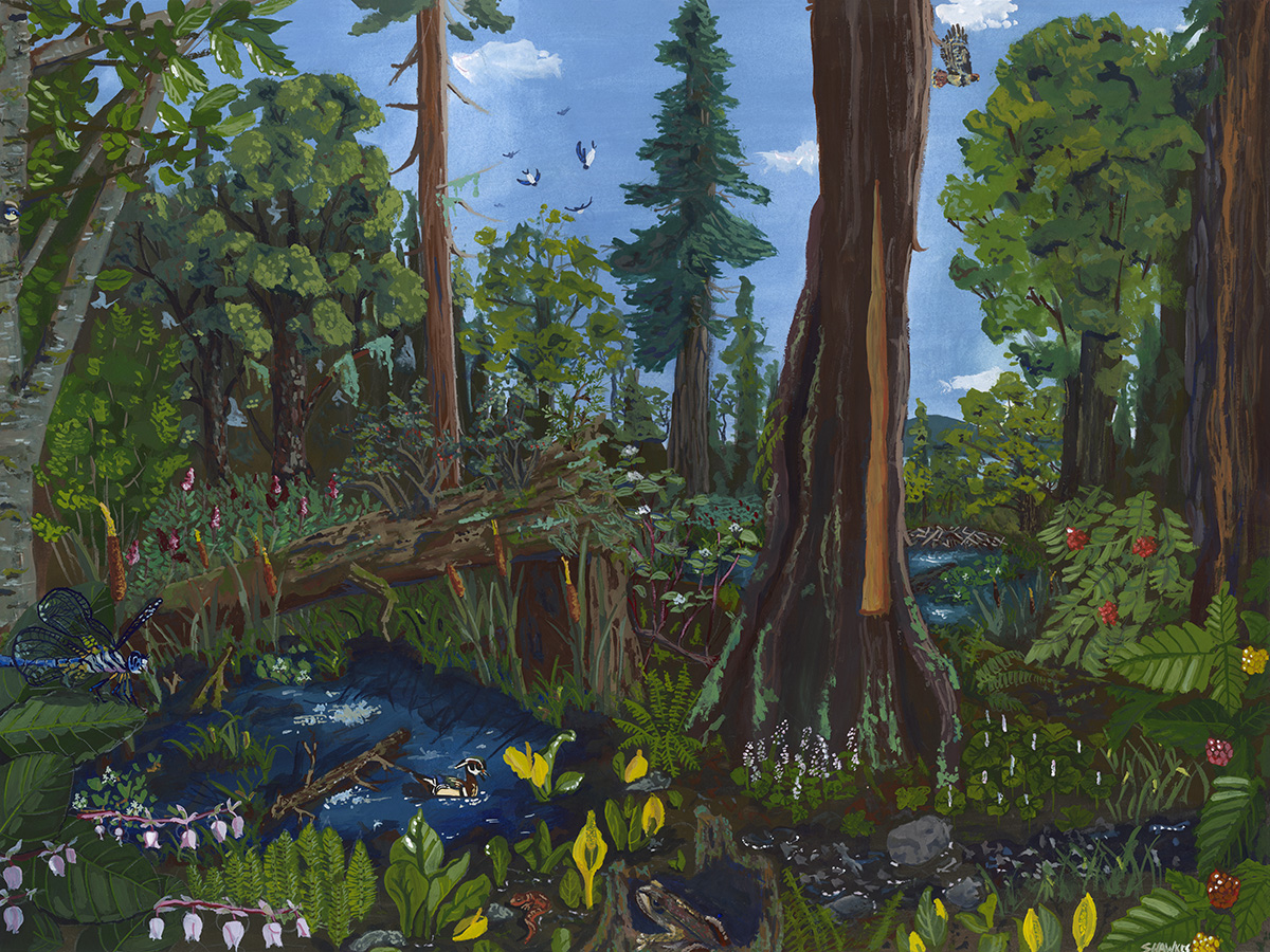 Painting of the Chrystal Creek watershed in 100 years, by Sylvie Hawkes